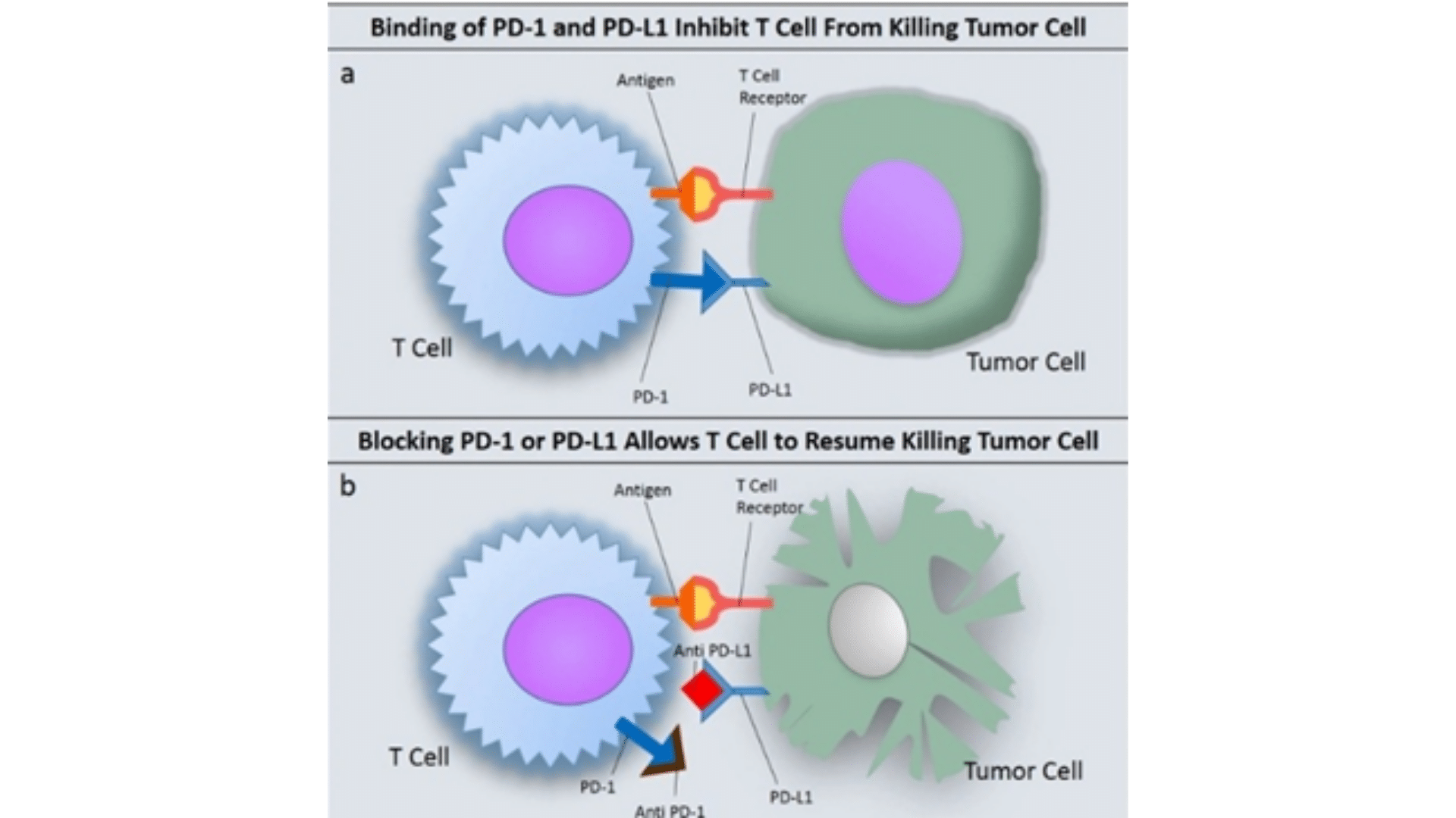 CAN DOSTARLIMAB BE LABELLED AS A CURE FOR RECTAL CANCER? – Lexicon